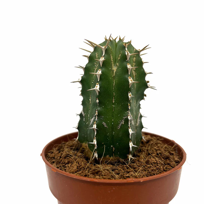 Euphorbia Echinus Cactus Y Suculentas M8,5 cm Ø