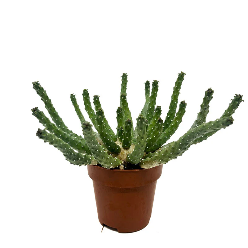 Euphorbia Inermis Cactus Y Suculentas M8,5 cm Ø