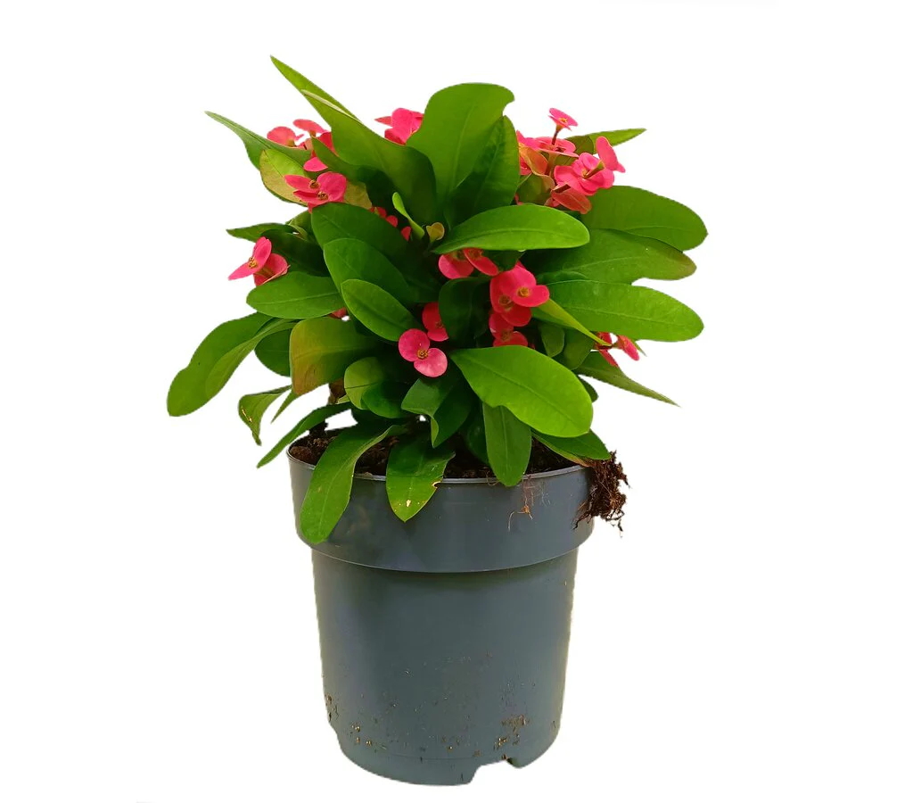 Euphorbia Millii M17 40cm (espina De Cristo) Color Rojo