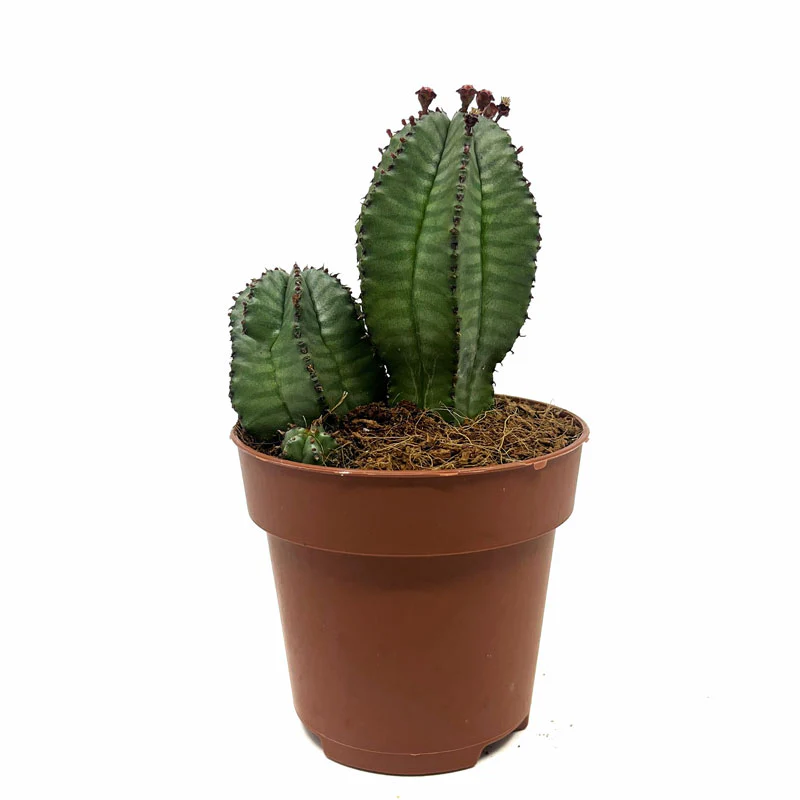 Euphorbia Poligona Variedad Anoplia Cactus Y Suculentas M8,5 cm Ø