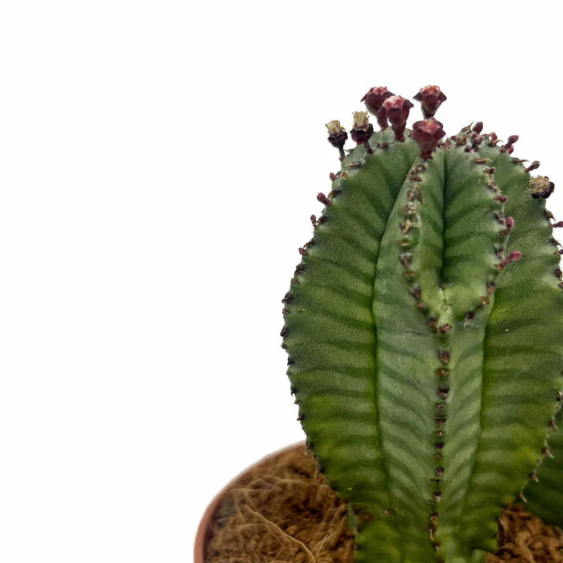 Euphorbia Poligona Variedad Anoplia Cactus Y Suculentas M8,5 cm Ø - Image 3