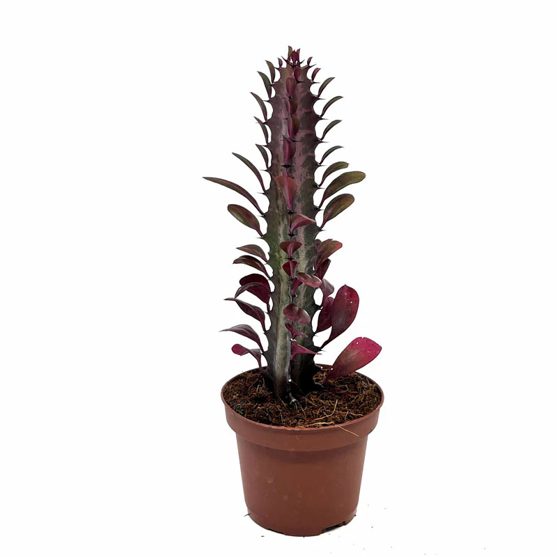 Euphorbia Trigona Rubra Cactus Y Suculentas M8,5 cm Ø