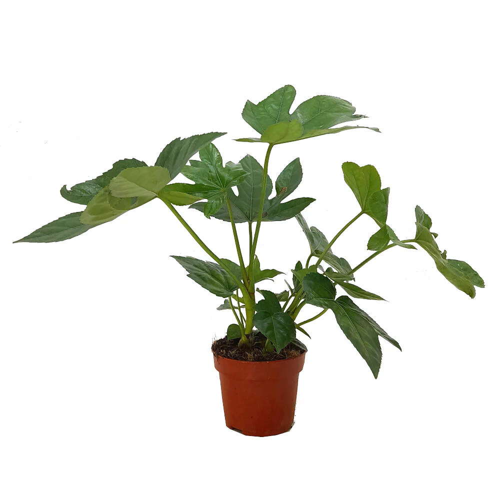 Fatsia Japonica M12 20-30cm (aralia Del Japón)