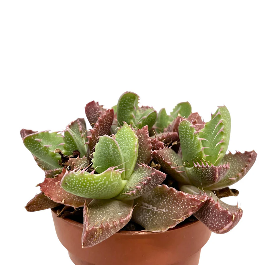 Faucaria Tigrina Cactus Y Suculentas M8,5 Ø