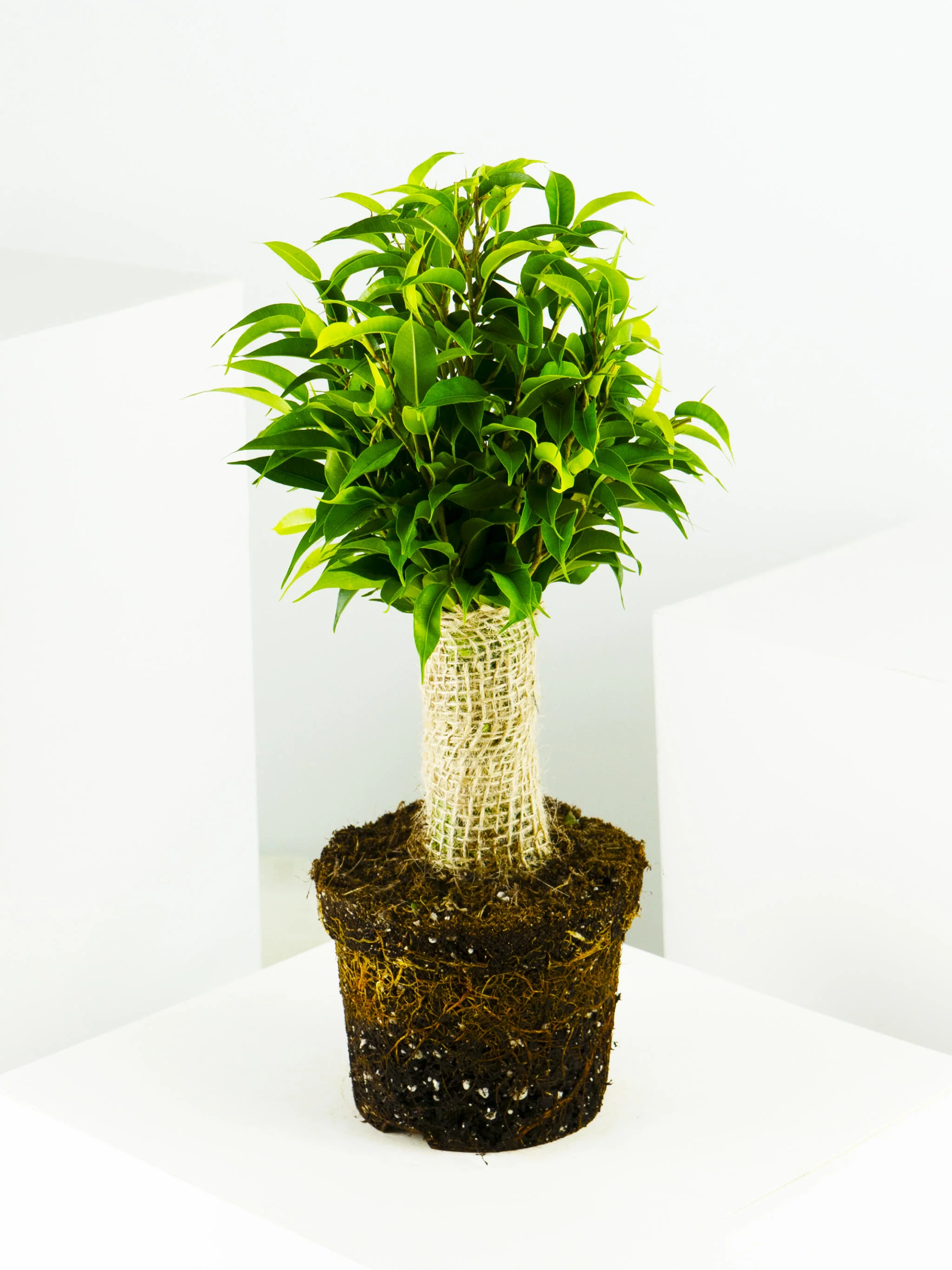 Ficus Benjamina | Altura 30cm - Diámetro 12cm - Image 3
