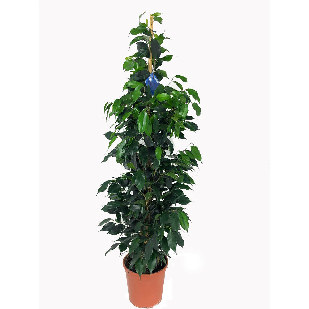 Ficus Daniel M20 120cm