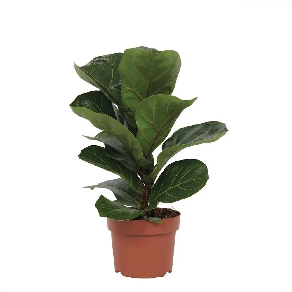 Ficus Lyrata Bambino M12 40cm