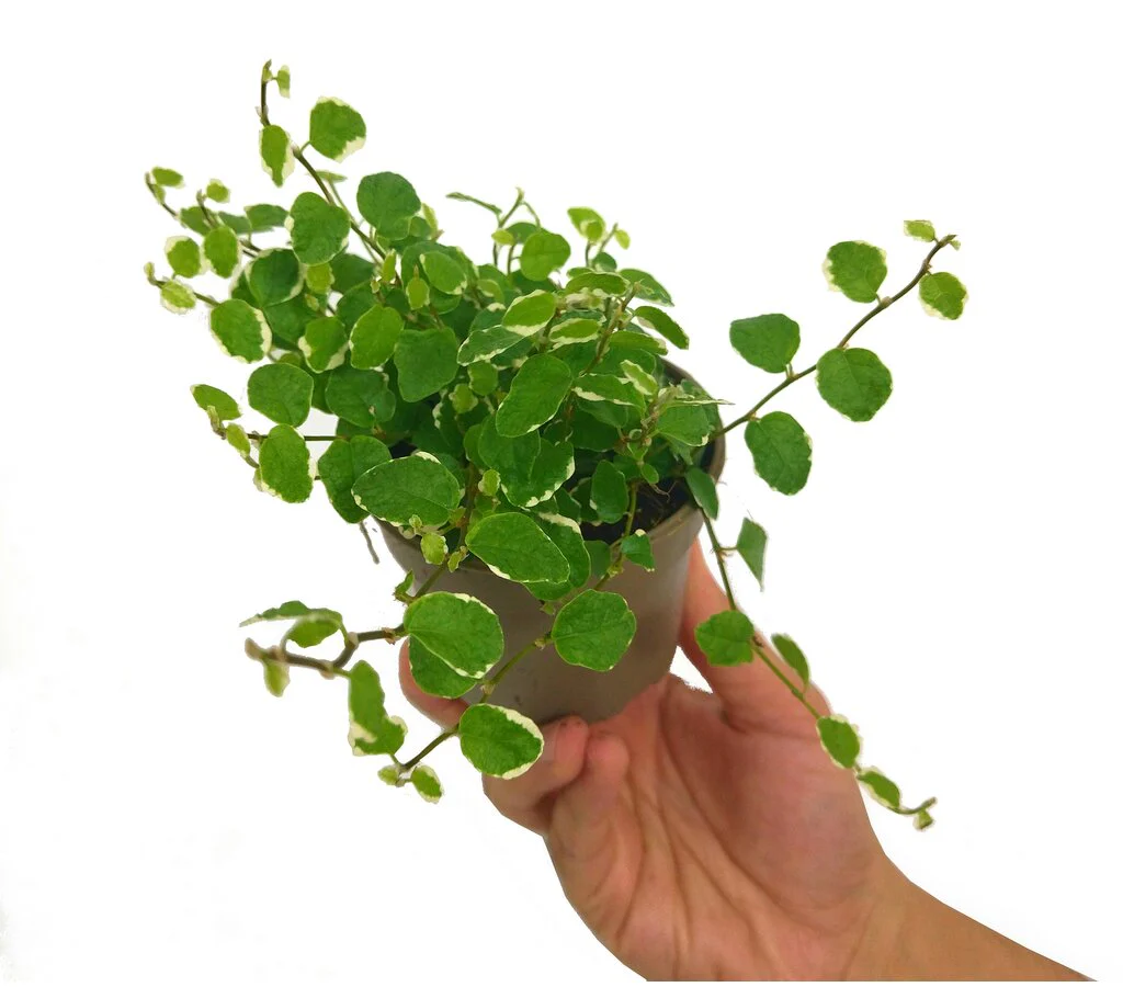 Ficus Pumila Sunny M9