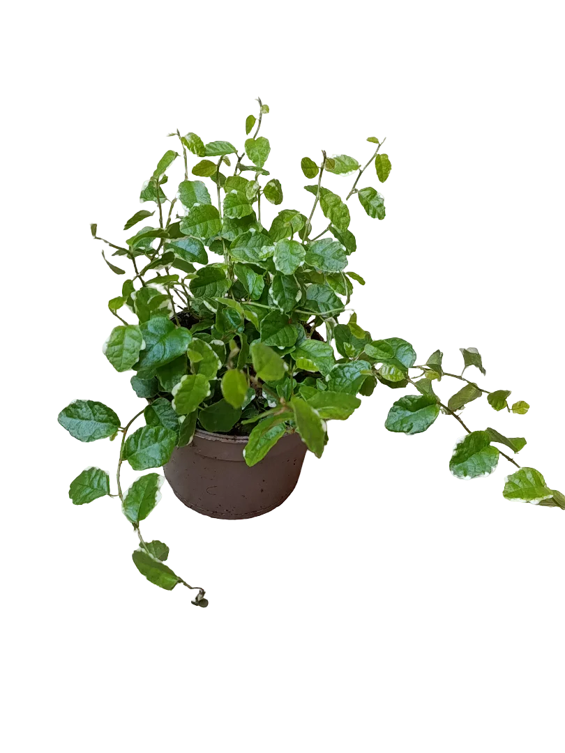 Ficus Pumilla Enredadera De Interior Y Terrario