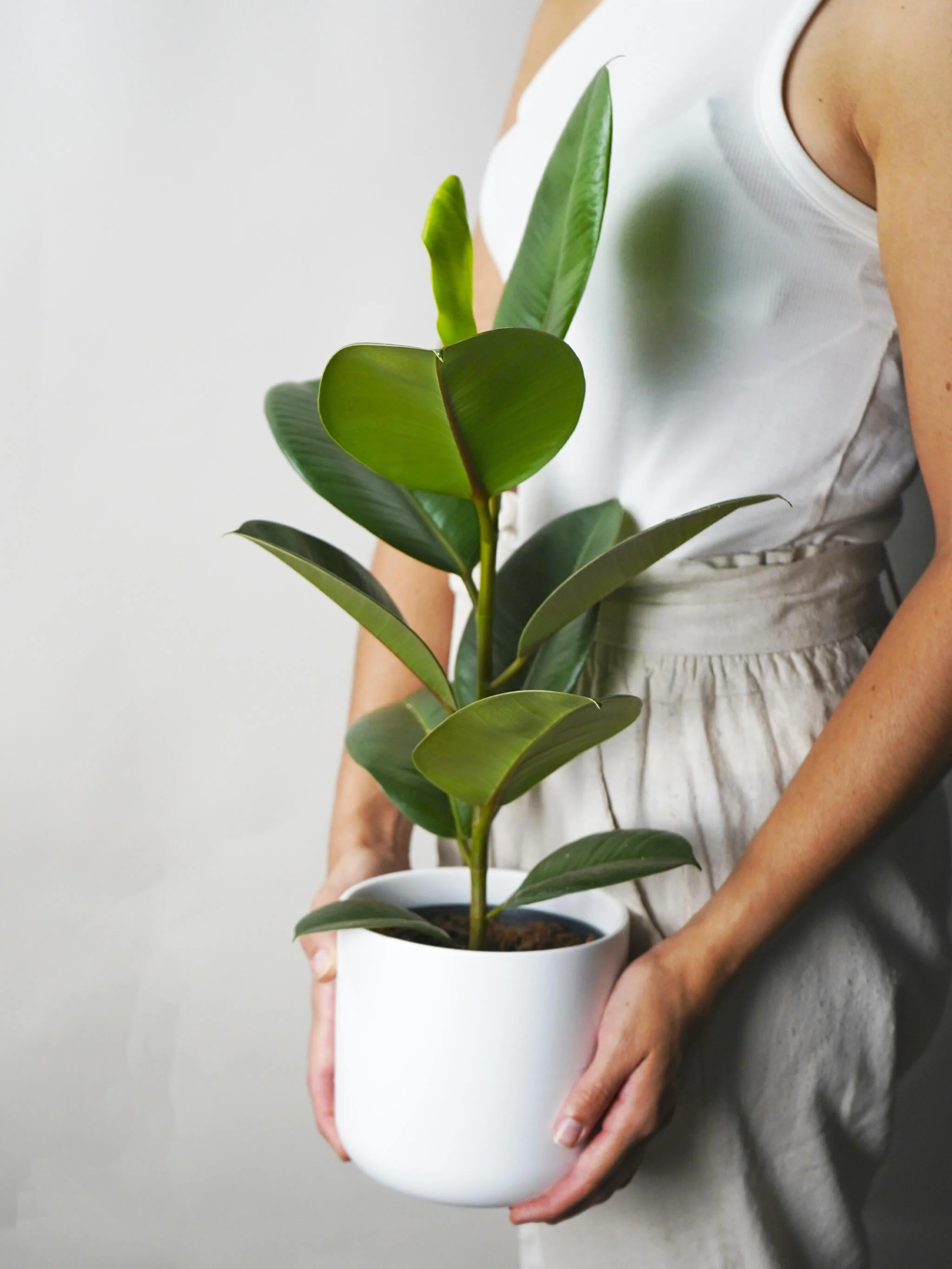 Ficus Robusta | Altura 35cm - Diámetro 12cm - Image 3