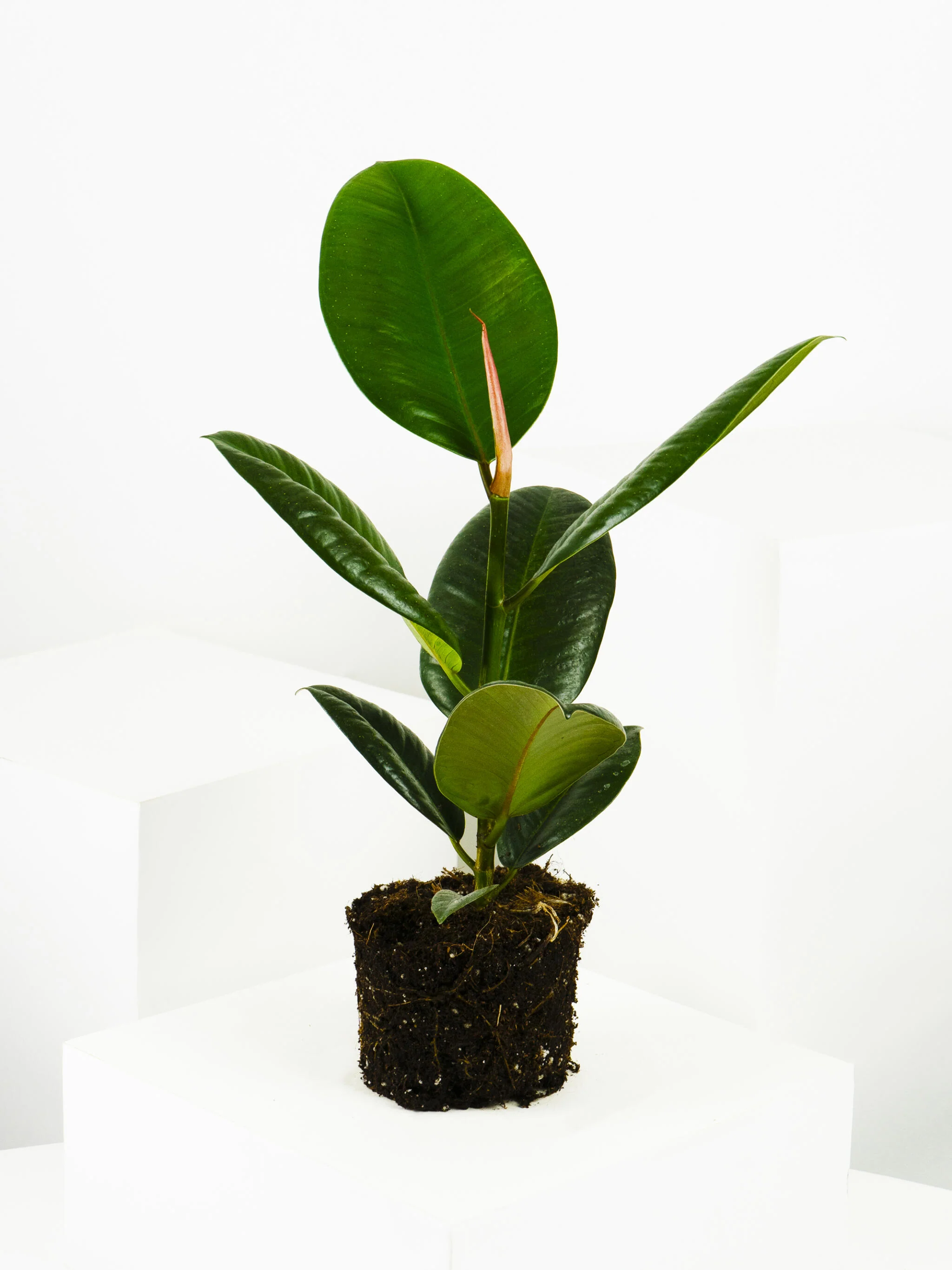Ficus Robusta | Altura 35cm - Diámetro 12cm - Image 5