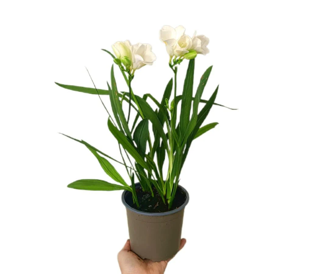 Freesia M13
