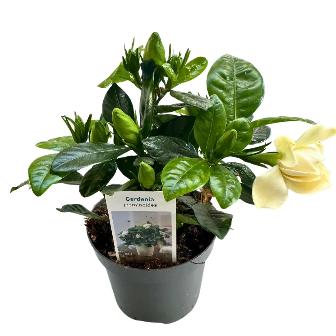 Gardenia Jarminoides, La Planta Con Perfume De Jazmín Más Impresionante M14