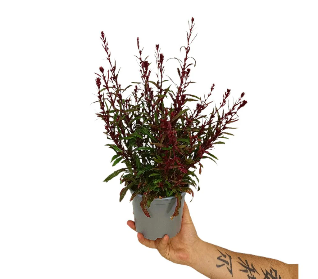 Gaura M14