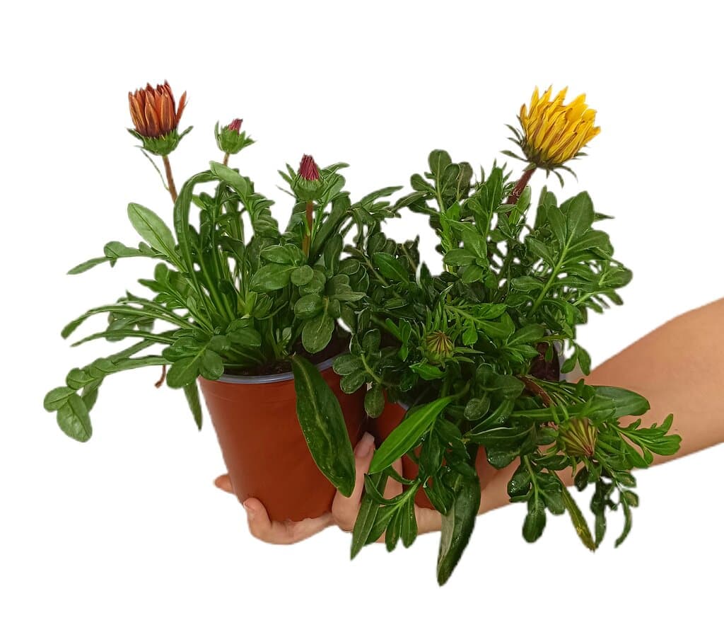 Gazania M13