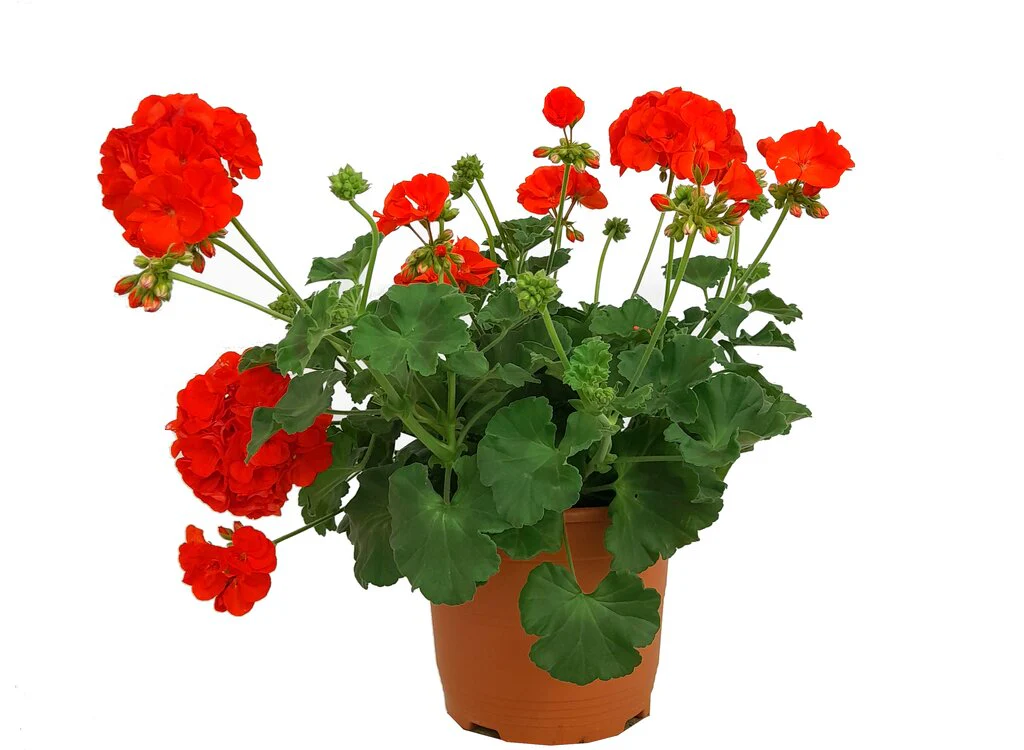 Geranium Zonal M20 30cm (pelargonium)