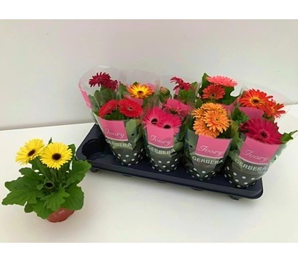 Gerbera Variada M12 30cm