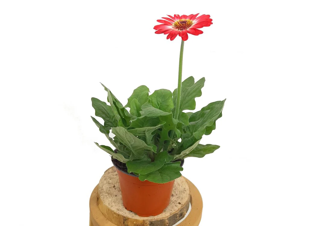 Gerbera Variada M12 30cm - Image 2