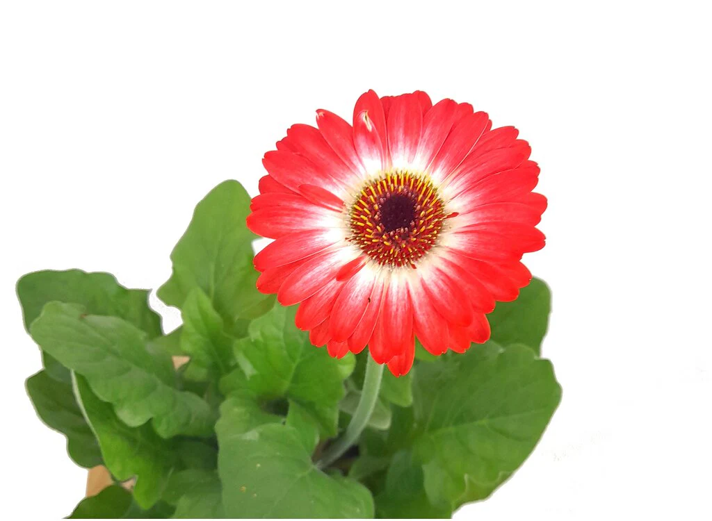 Gerbera Variada M12 30cm - Image 3