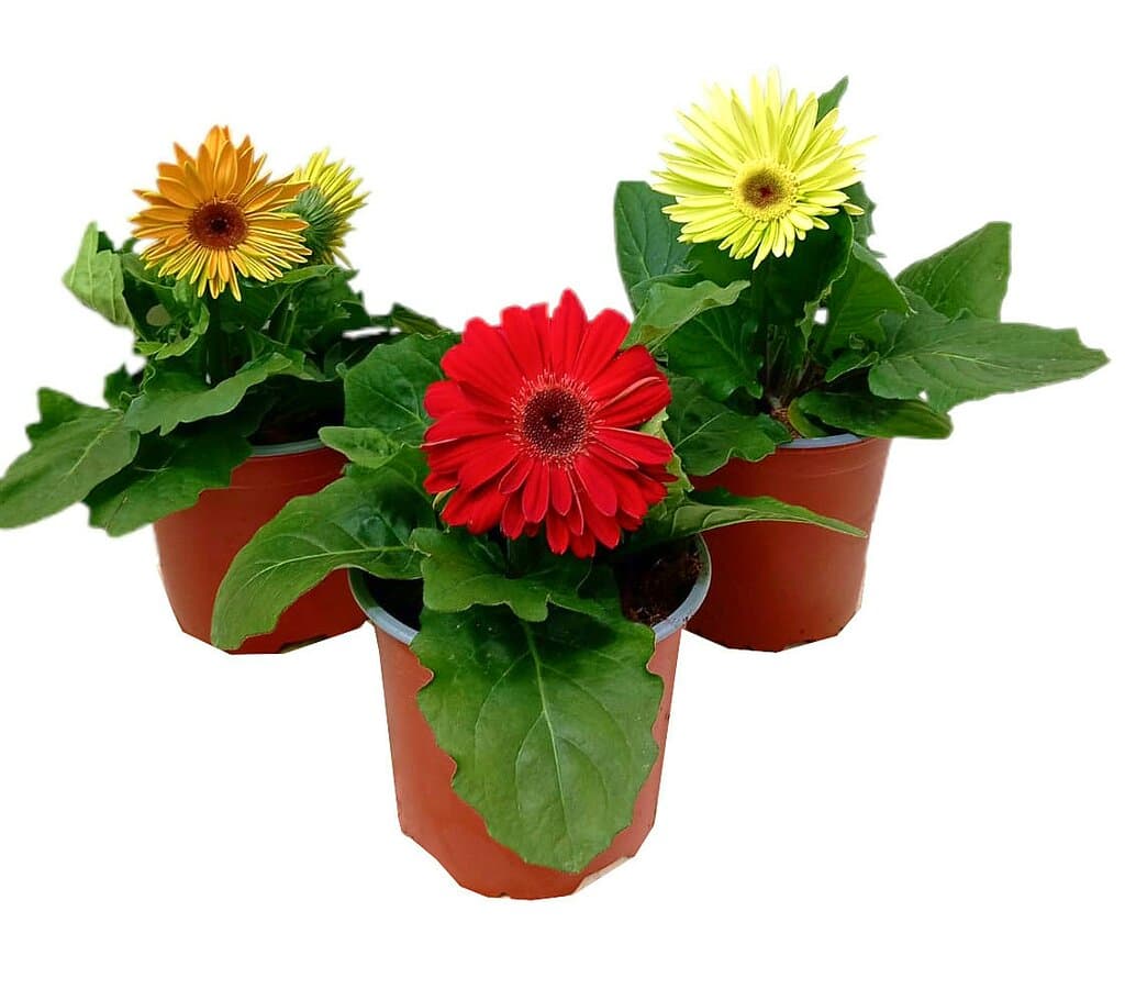 Gerbera Variada M13