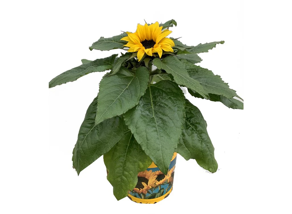 Girasol M14 (helianthus Annuus)