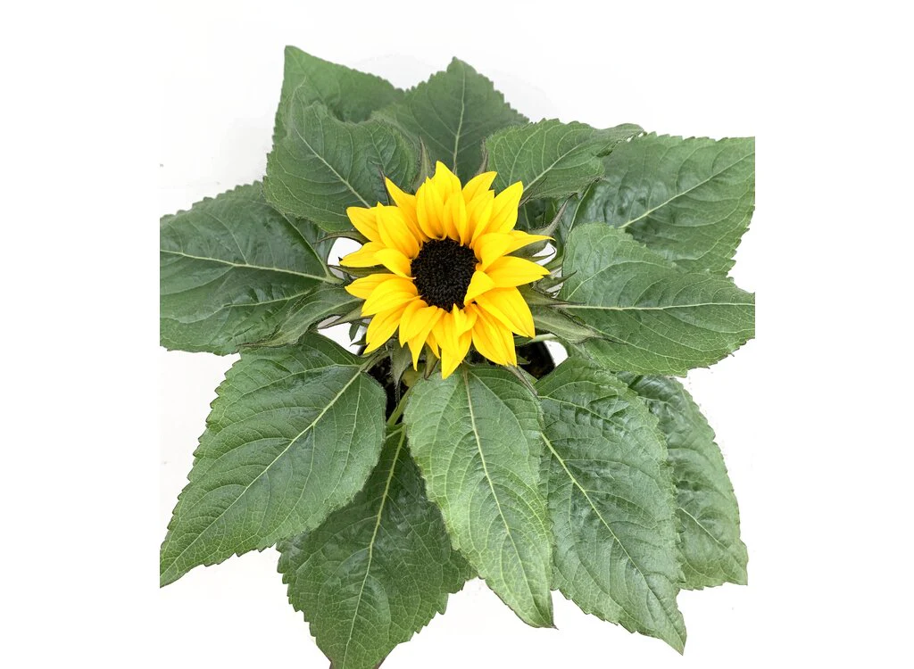 Girasol M14 (helianthus Annuus) - Image 2