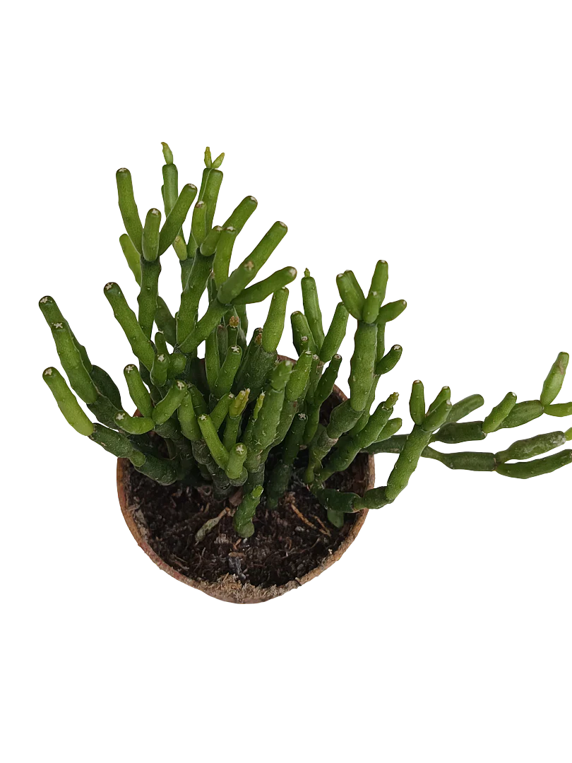 Hatiora Planta Suculenta Colgante Ø5 Cm