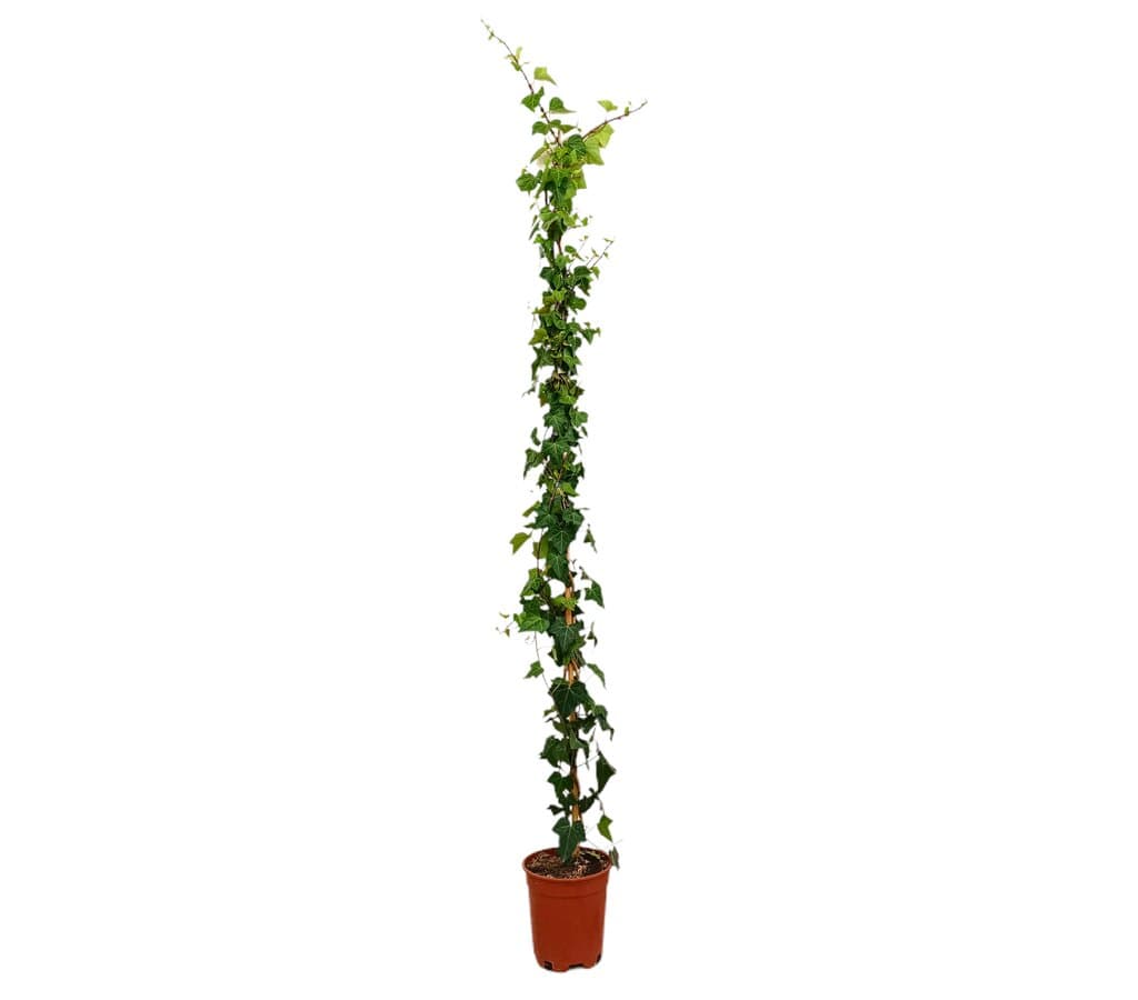 Hedera Helix M20 180-200cm