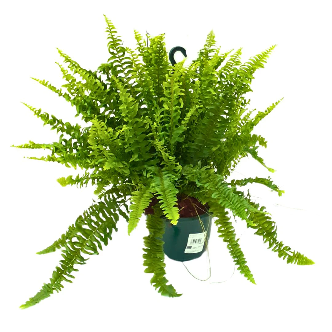 Helecho Boston Planta De Interior O Sombra (nephrolepis Exaltata) Maceta 15cm