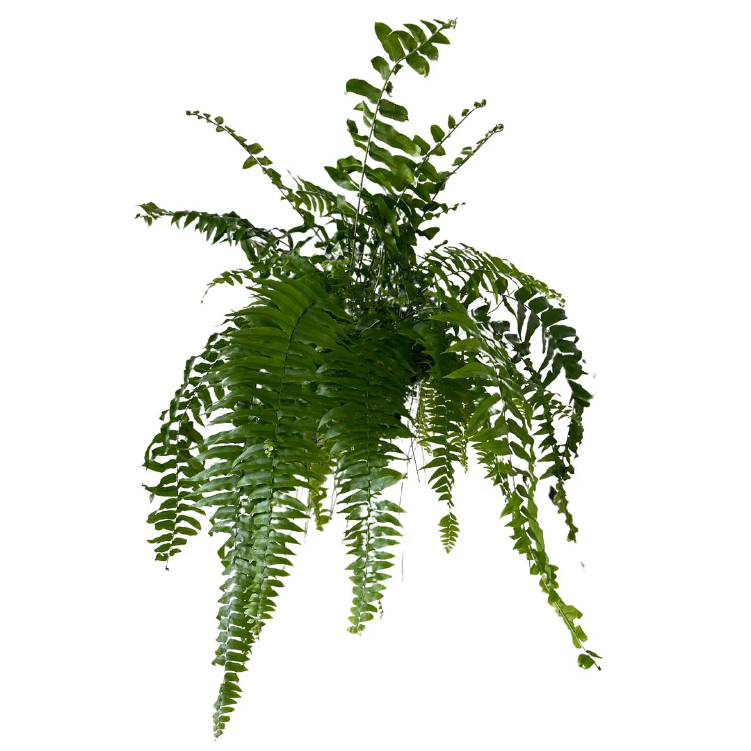 Helecho Macho Planta De Sombra O Interior Maceta De 23cm