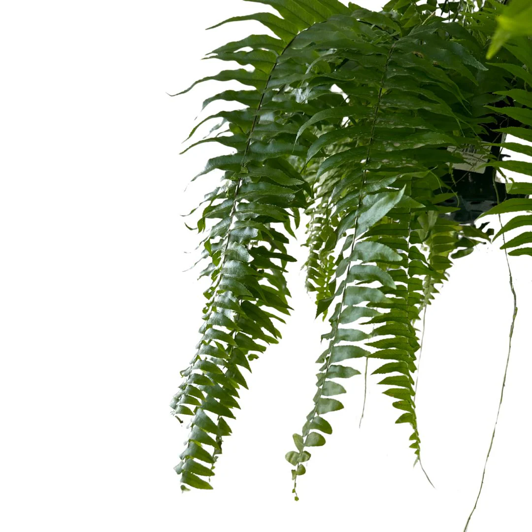 Helecho Macho Planta De Sombra O Interior Maceta De 23cm - Image 2