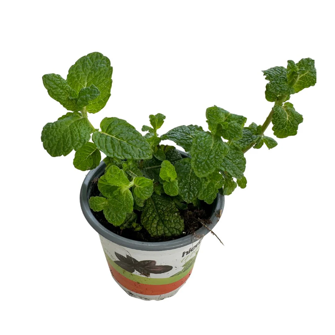 Hierbabuena Planta Aromática Y Medicinal (mentha Spicata) Maceta 11cm