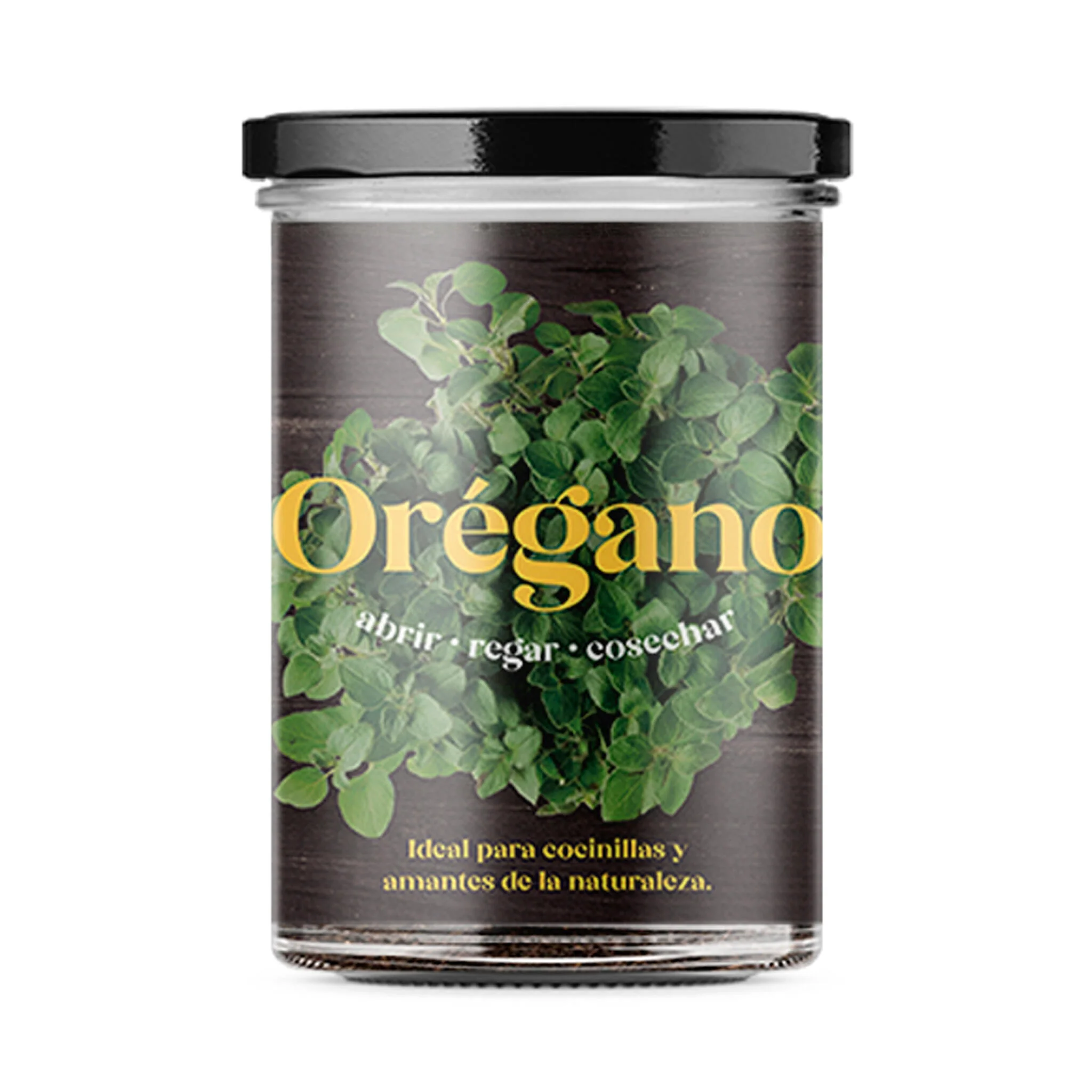 Huerto De Cocina De Orégano
