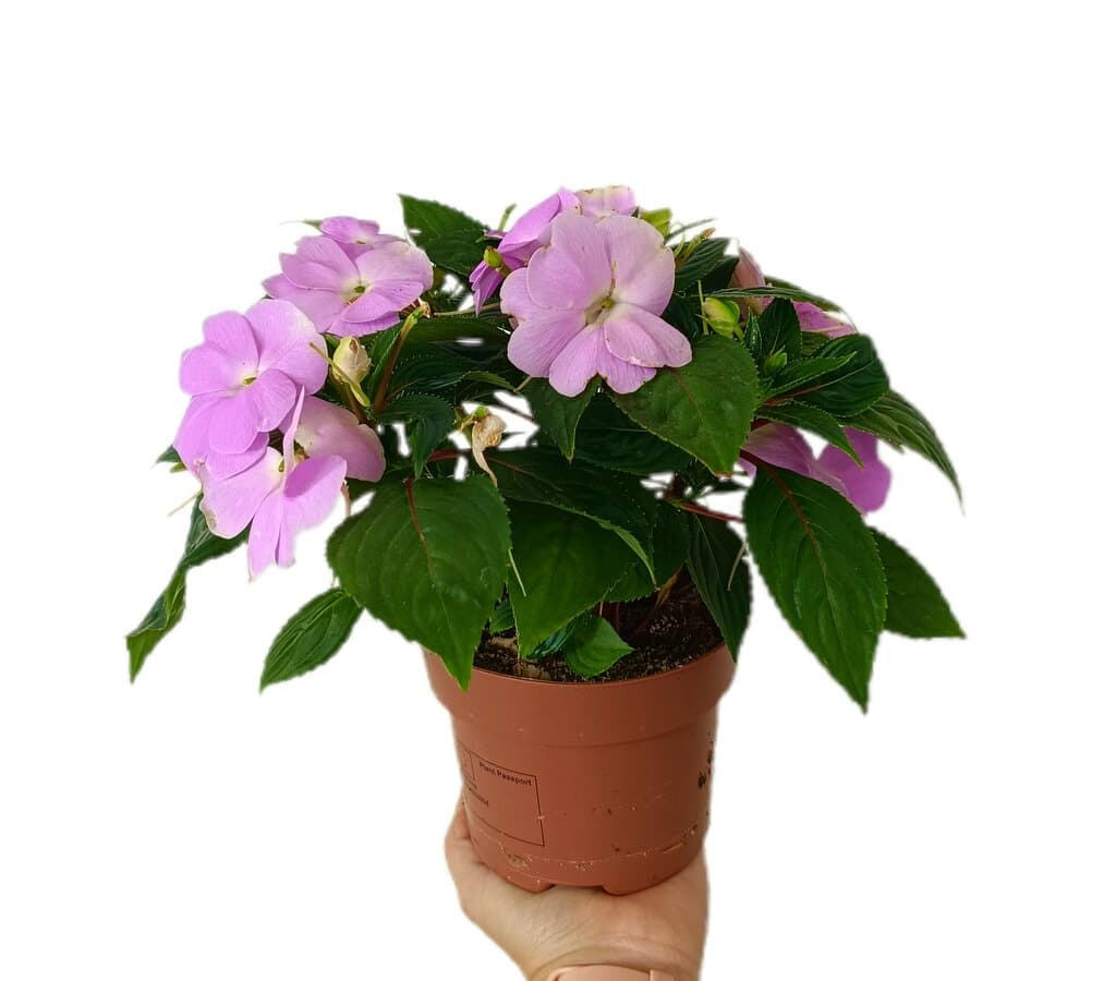 Impatiens M14