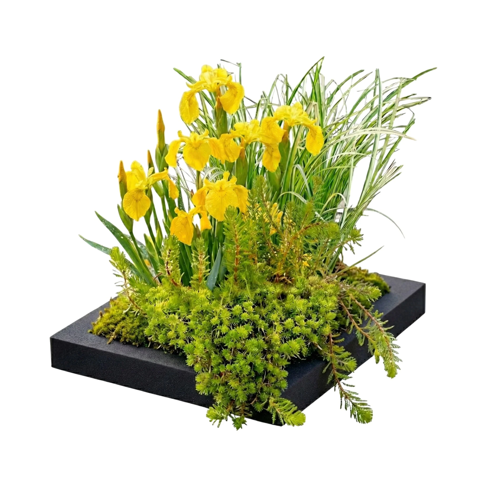Isla De Filtración Para Estanque De 25 X 25 Cm - Set Completo Con 4 Plantas Acuáticas