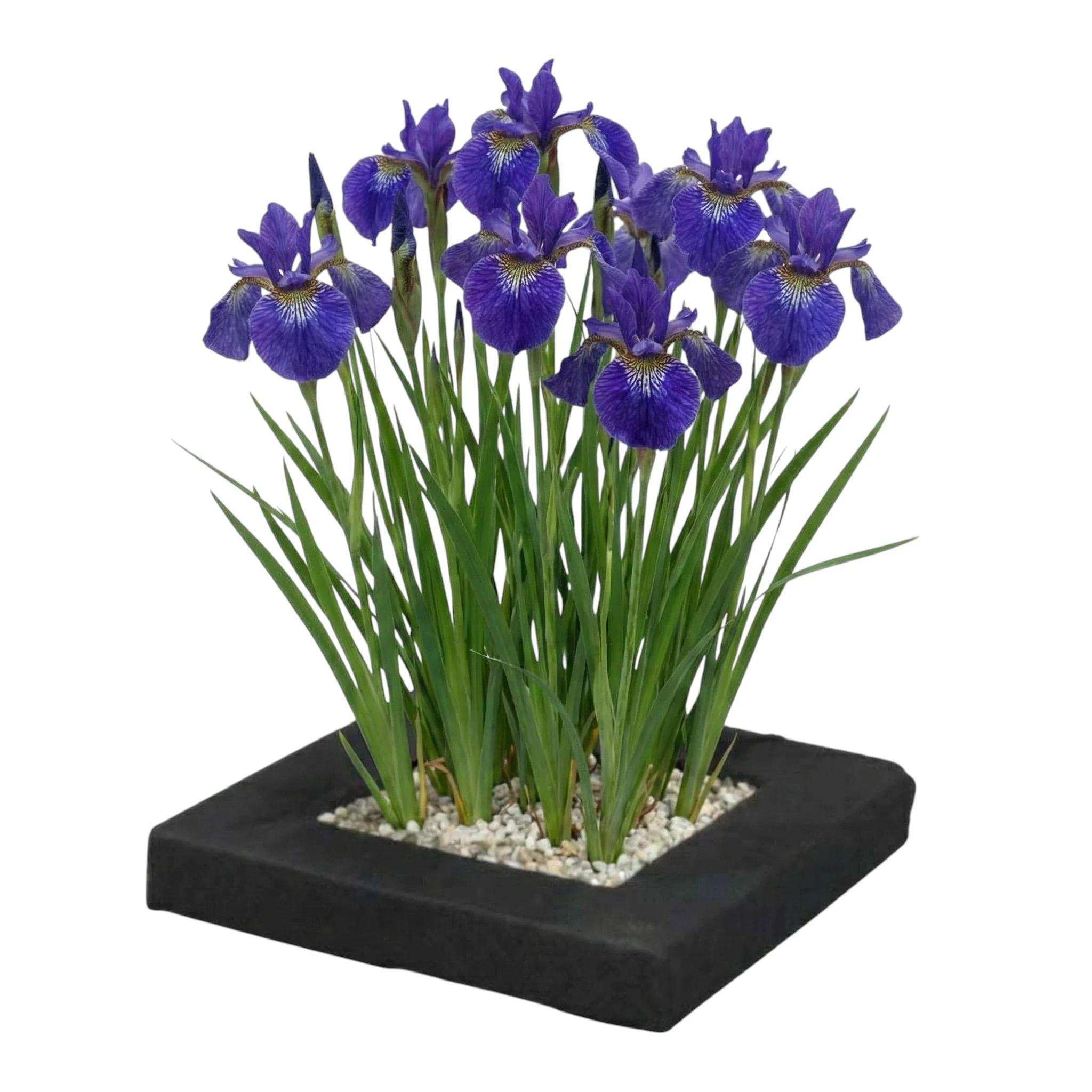 Isla De Plantas Iris Blue 4 Plantas De Estanque Y Accesorios - Iris Kaempferi