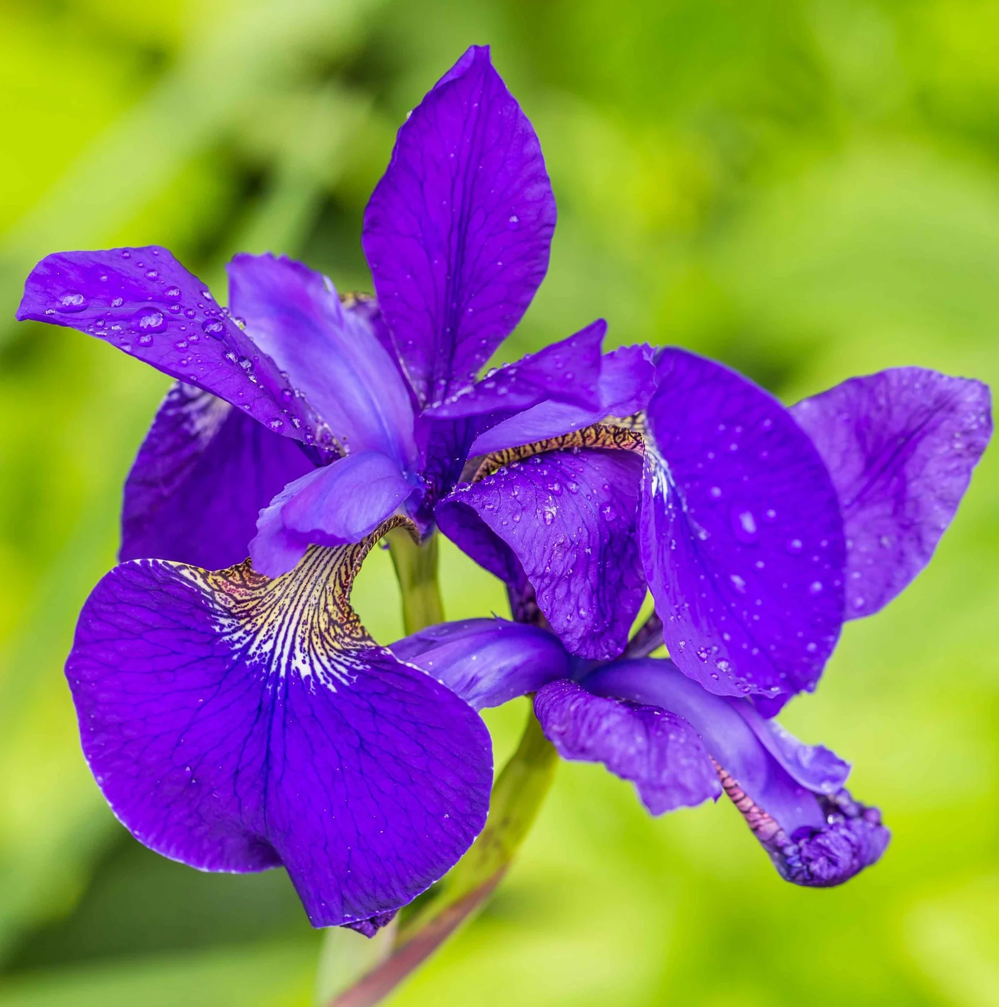 Isla De Plantas Iris Blue 4 Plantas De Estanque Y Accesorios - Iris Kaempferi - Image 2