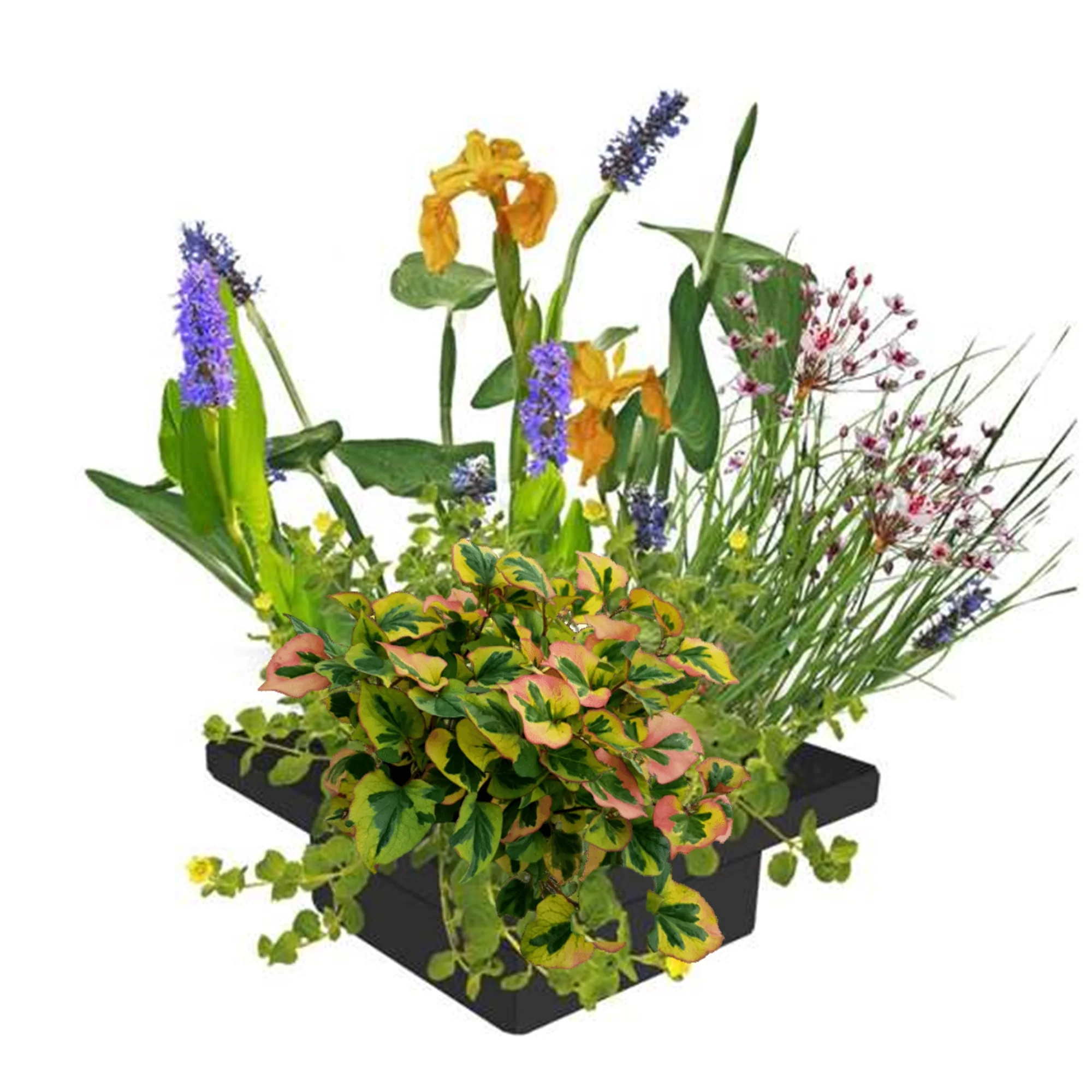 Isla De Plantas Para Estanque - 4 Tipos De Plantas De Estanque Y Accesorios - 25 X 25 Cm