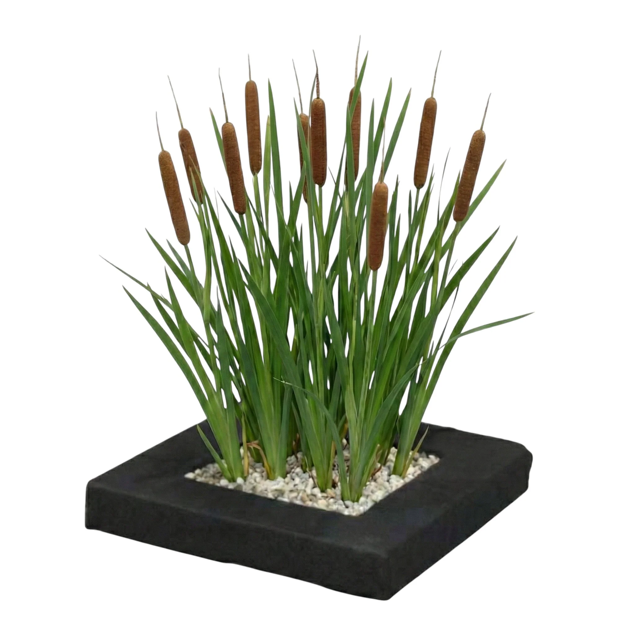 Isla De Plantas Typha 4 Plantas De Estanque Y Accesorios - Typha Latifolia
