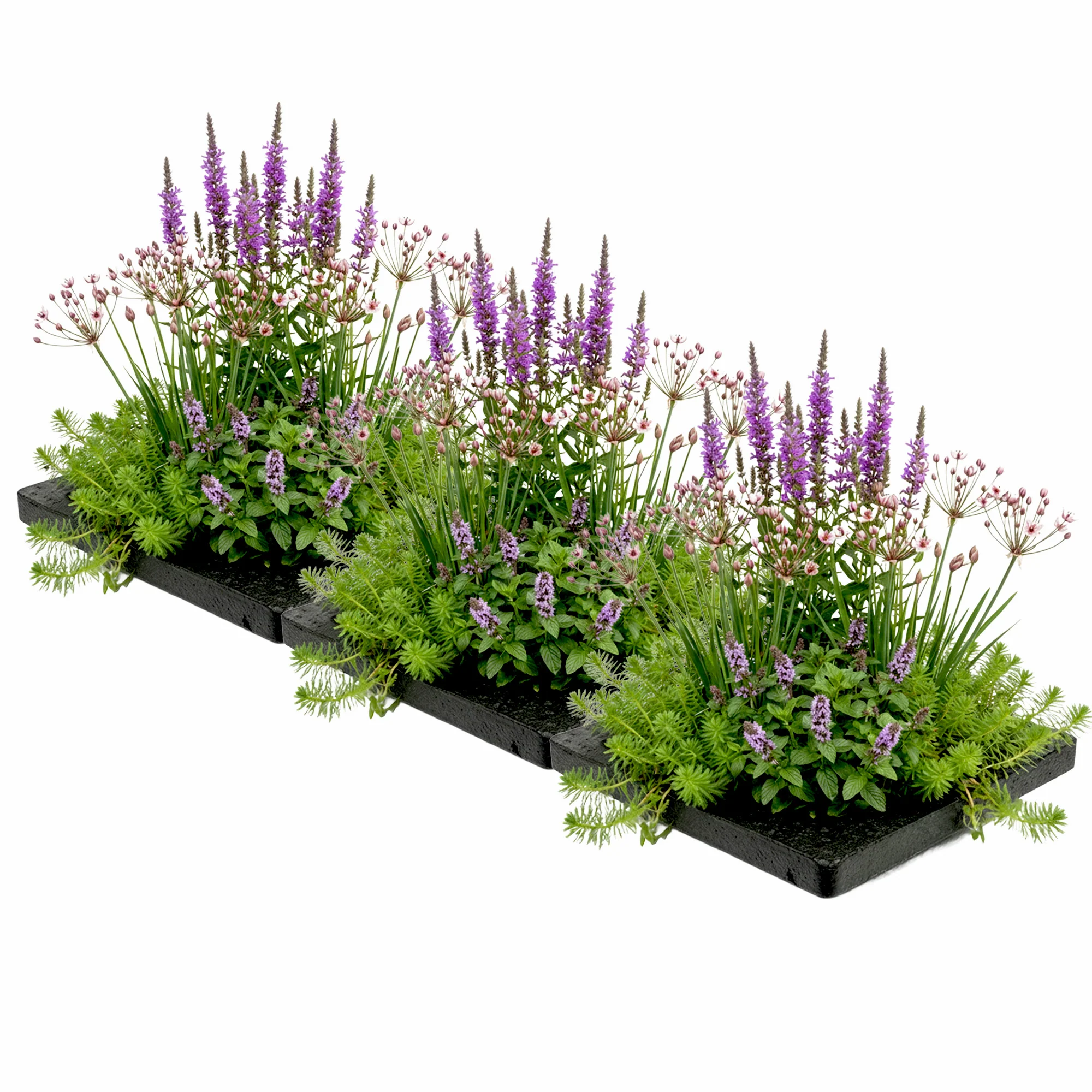 Isla Para Estanque Antimosquitos, 75 X 25 Cm - Set De 12 Plantas Acuáticas 3 Anillos Flotantes