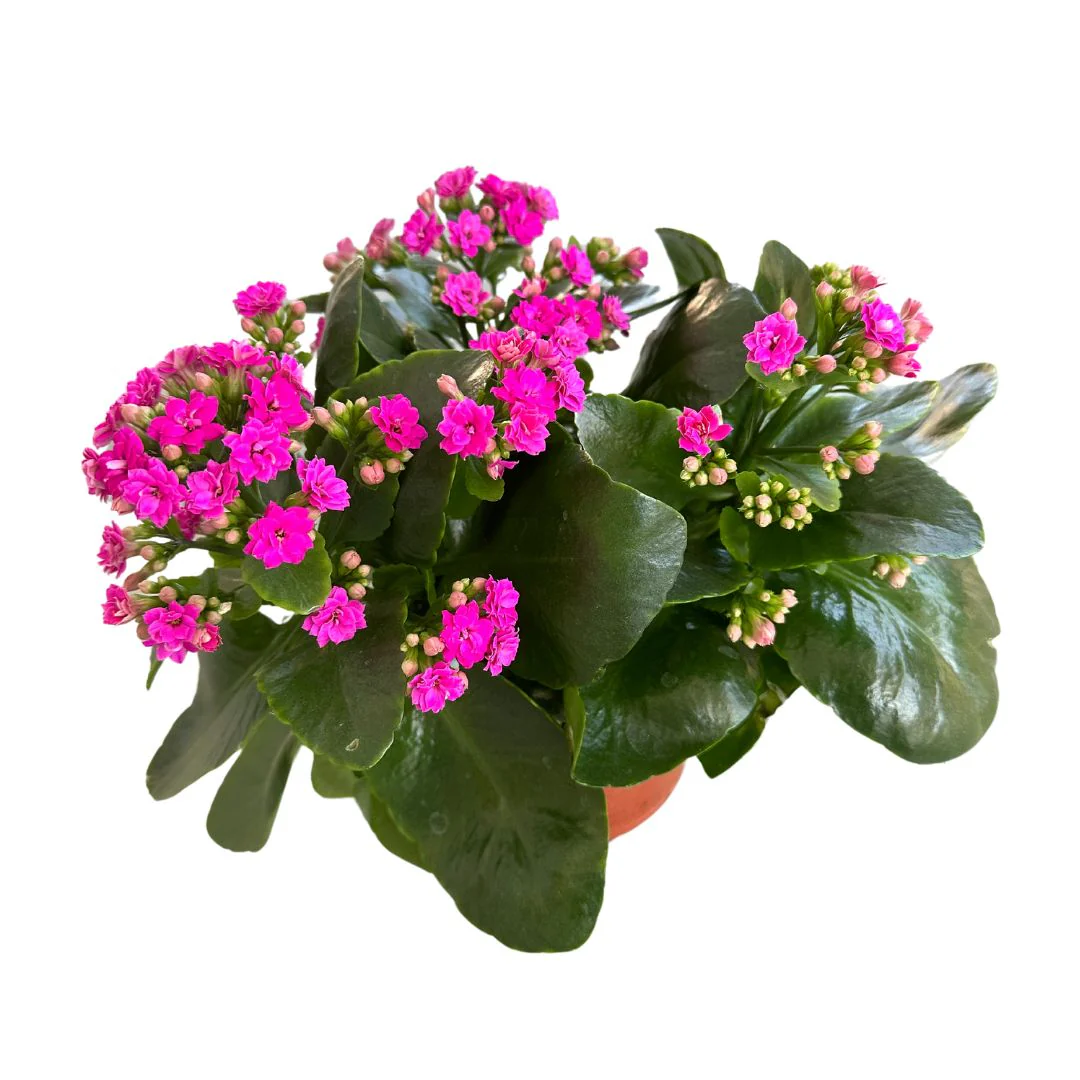 Kalanchoe Flor De La Fortuna (kalanchoe Blossfeldiana) Maceta De 15cm