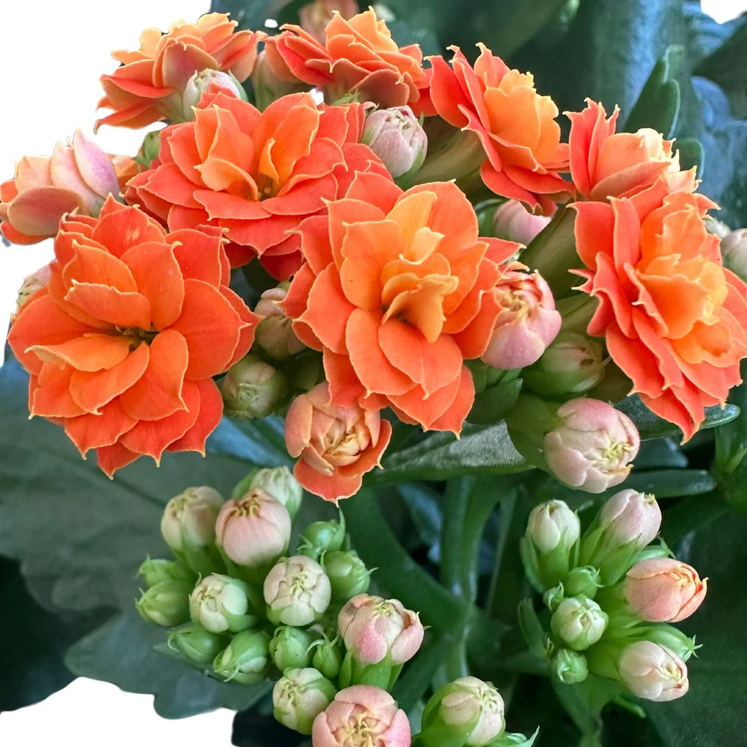 Kalanchoe Flor De La Fortuna (kalanchoe Blossfeldiana) Maceta De 9cm - Image 2