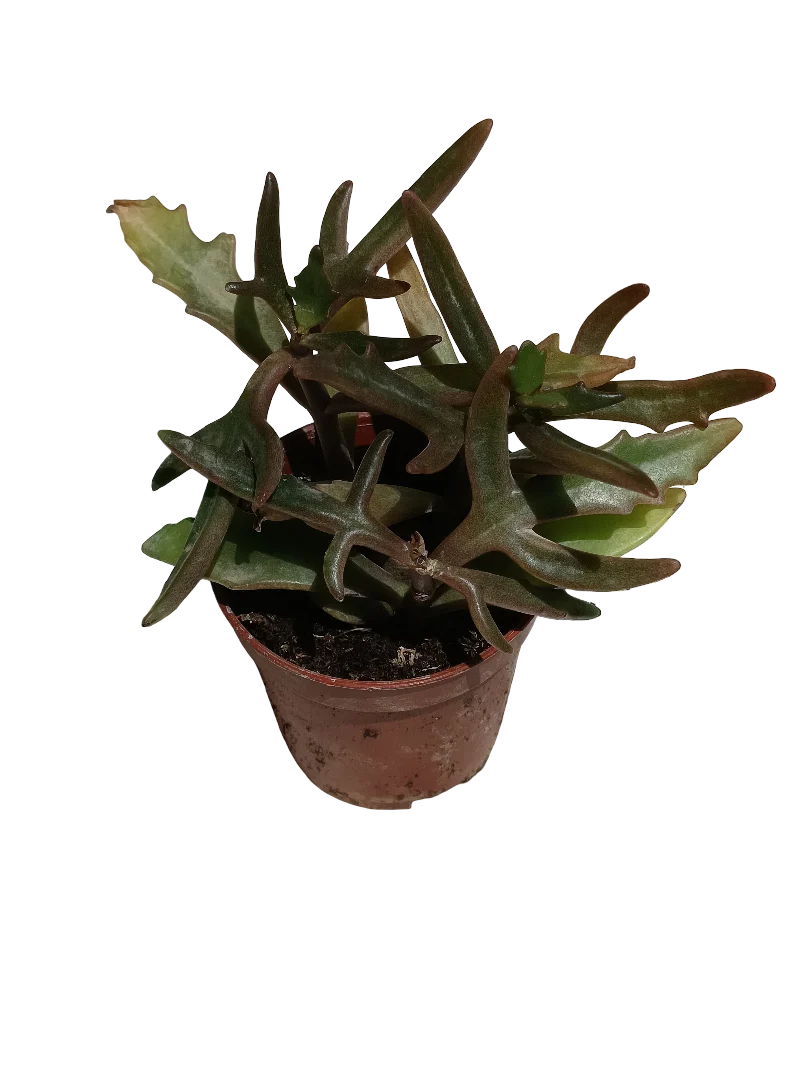 Kalanchoe Kewensis Planta Suculenta Ø5 Spider Flor Rosa