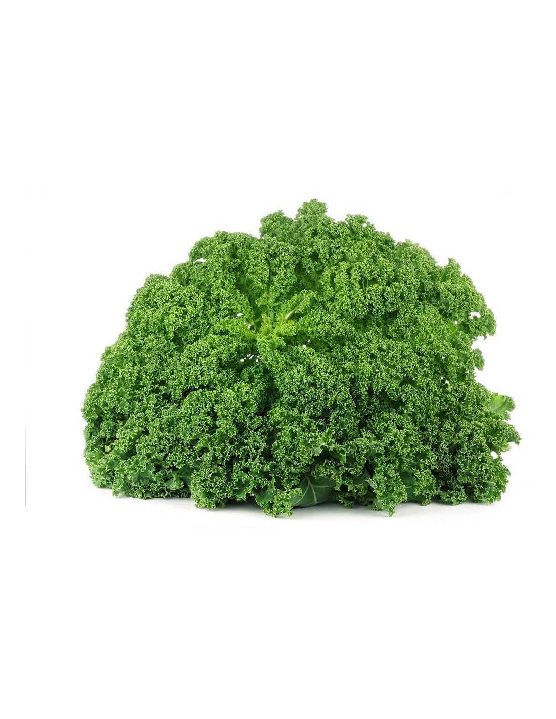 Kale Bio - 1kg