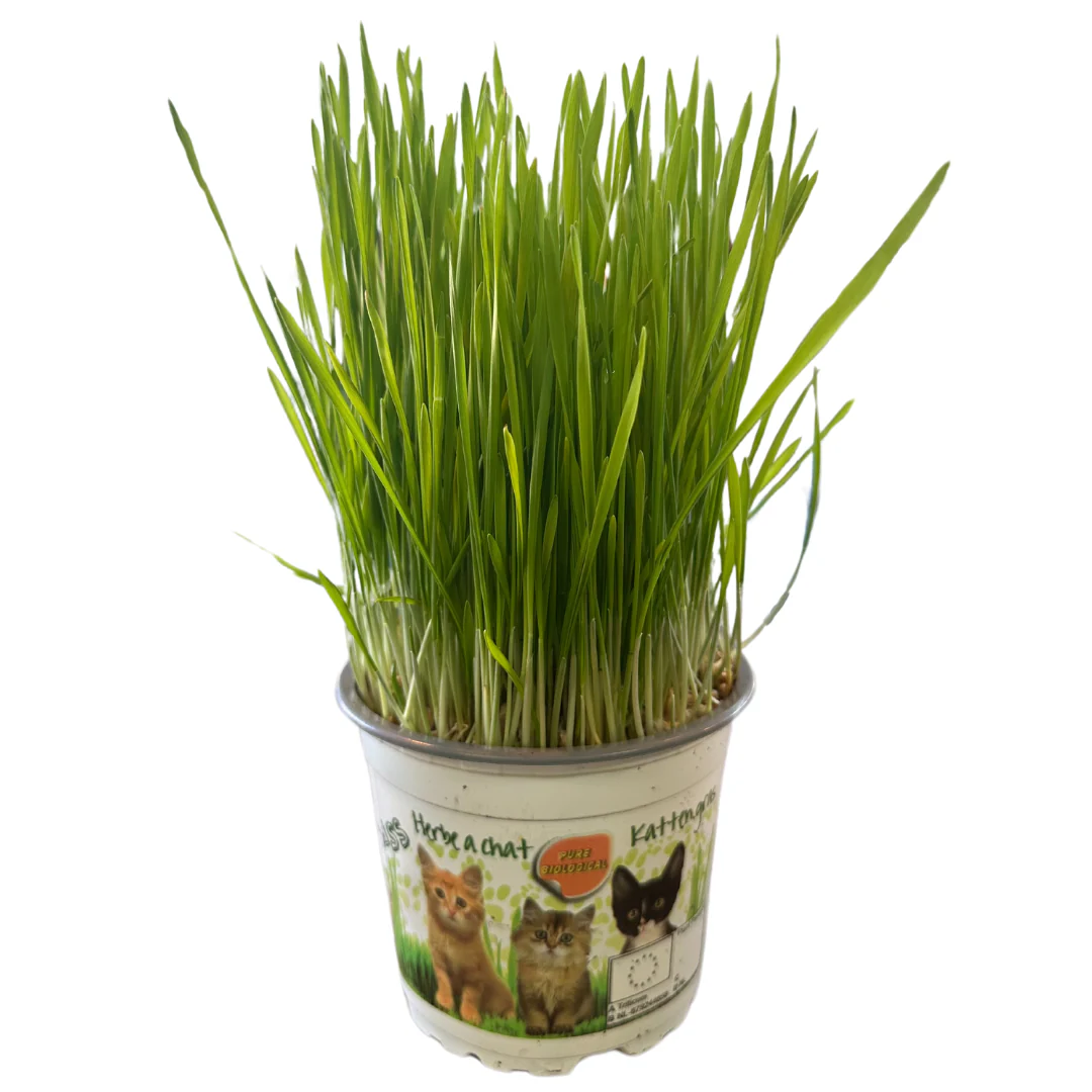 Kattegrass Hierba Para Gatos M12
