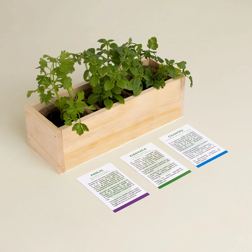 Kit Autocultivo Gourmet | Perejil, Albahaca Y Cilantro En Casa | Hierbas Frescas Para Cocina | Regalo Foodie - Image 3
