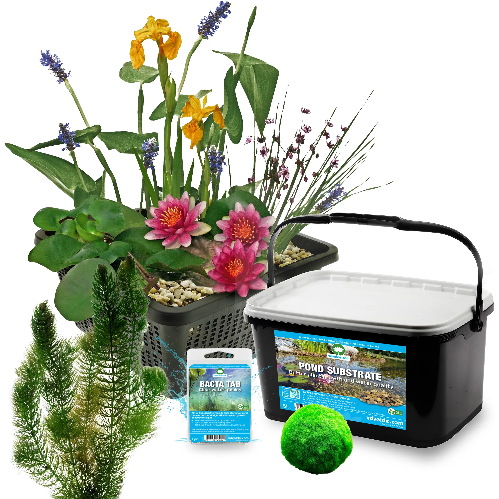 Kit Completo Para Miniestanque Rojo 25-90 L - 11 Plantas Acuáticas Y Bacterias - Image 3