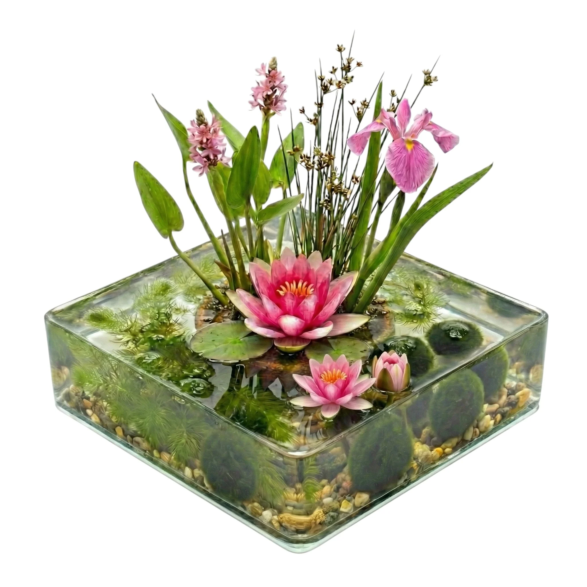 Kit Completo Para Miniestanque Rosa 25-90 L - 11 Plantas Acuáticas Y Bacterias