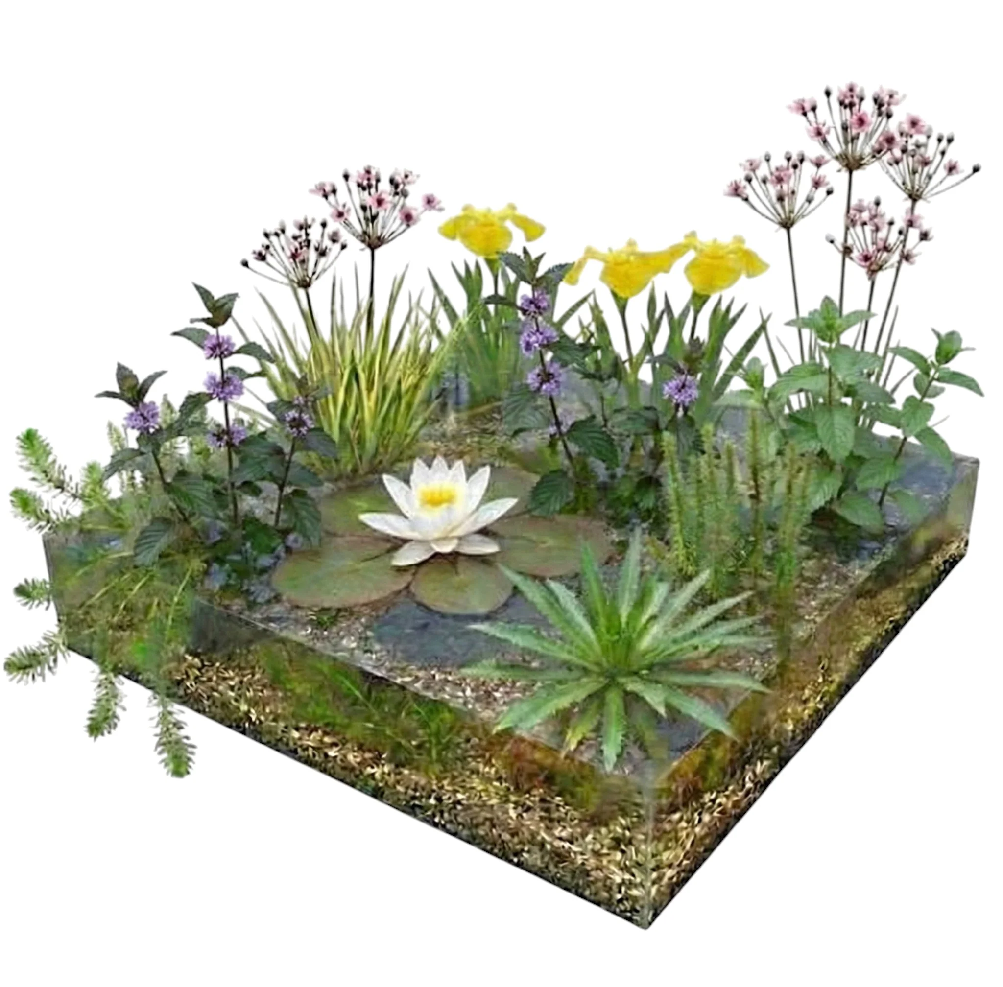 Kit Para Estanque Con Especies Autóctonas 1500-3000 L - Nenufar Blanco