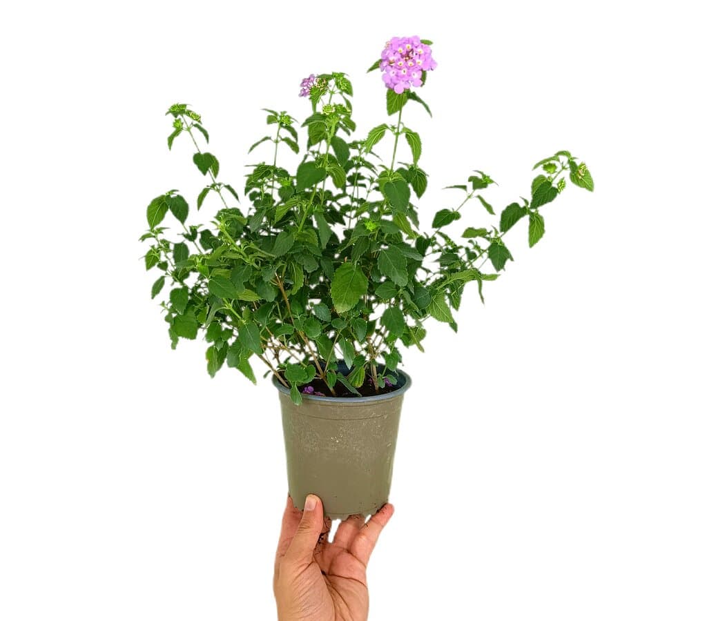 Lantana Camara M13
